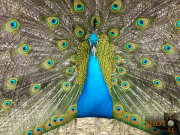 Pfau_002