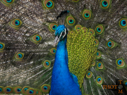 Pfau_009