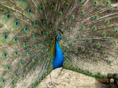 Pfau_001