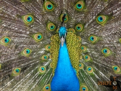 Pfau_004