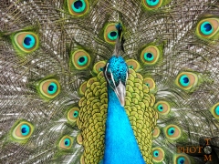 Pfau_005