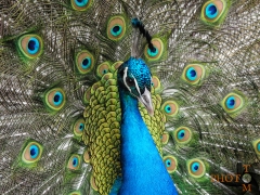 Pfau_006