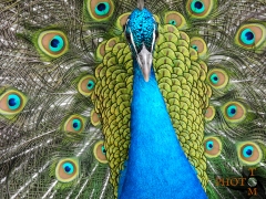 Pfau_007