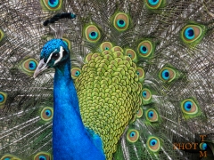 Pfau_011