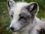 Polarfuchs_002