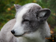 Polarfuchs_004