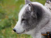 Polarfuchs_008