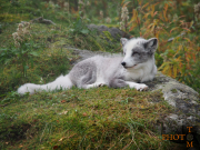 Polarfuchs_010