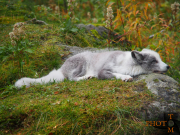 Polarfuchs_011