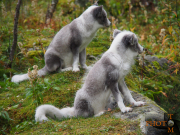 Polarfuchs_012