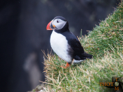 Puffin_001