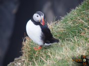 Puffin_002