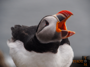 Puffin_003