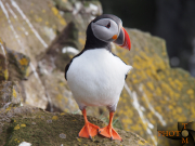 Puffin_004