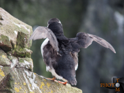 Puffin_005