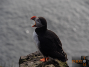 Puffin_006