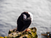 Puffin_007