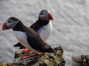 Puffin_008