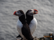 Puffin_009