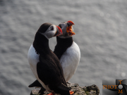 Puffin_010