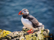 Puffin_012