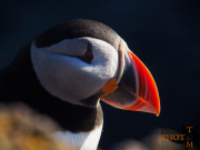 Puffin_016