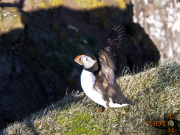 Puffin_017