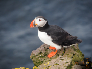 Puffin_019