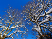 Winterlandschaft_019