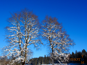 Winterlandschaft_020