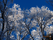 Winterlandschaft_031